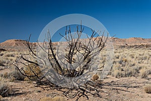 Dead bush in the Chihuahuan desert of New Mexico, mountains against blue sky