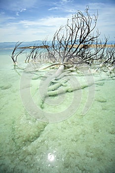 Dead Bush in Dead Sea