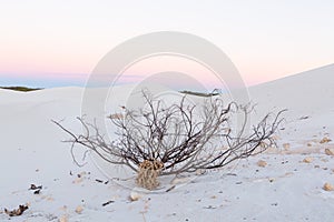 Dead bush in sand dunes at sunrise