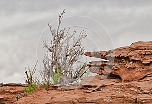 Dead Bush on Sandstone Shelf near Winslow, Arizona photo
