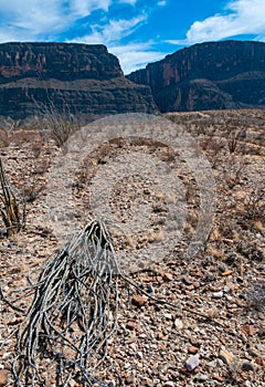 Dead cactus lying on the ground Ocotillo plant (Fouquieria splendens