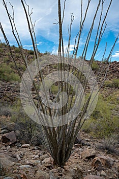 Dead cactus lying on the ground Ocotillo plant (Fouquieria splendens) in the desert of Arizona