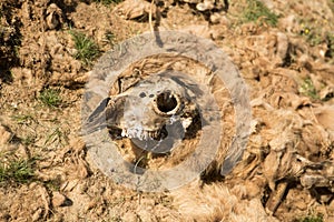 Dead camel in the steppe. Camel bones on the ground