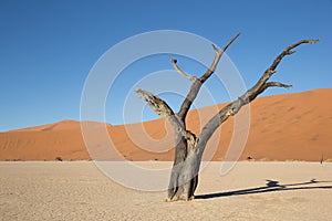 Dead Camel Thorn (Acacia erioloba)