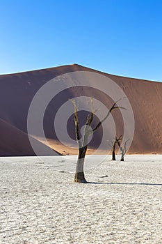 Dead camel thorn tree in front of large red sand dune