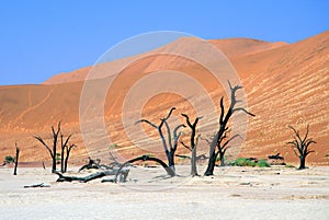 Dead Camelthorn Acacia erioloba Trees in Dead Vlei, Namib Naukluft National Park, Namibia