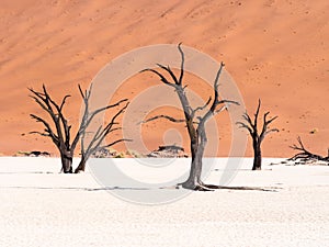 Dead Camelthorn (Acacia erioloba) Trees in Dead Vlei, Namibia