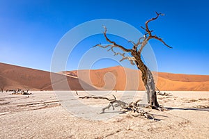 Dead camelthorn tree against dunes and blue sky in Deadvlei, Sossusvlei. Namib-Naukluft National Park, Namibia.