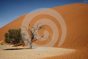 Dead camelthorn tree and contrasting sand colours in Namib-Naukluft Park in Namibia, Africa