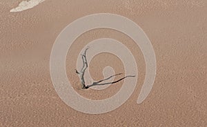 Dead camelthorn tree in Deadvlei, Namib Desert