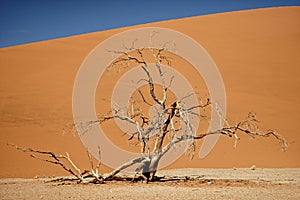 Dead camelthorn tree in Namib-Naukluft Park in Namibia, Africa