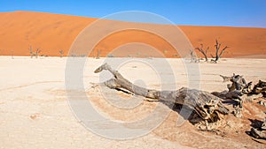 Dead camelthorn tree trunk against dunes and blue sky in Deadvlei, Sossusvlei. Namib-Naukluft National Park, Namibia.