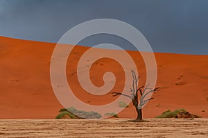 Dead Camelthorn Trees against red dunes and blue sky in Deadvlei,