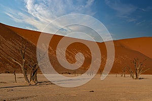 Dead Camelthorn Trees against red dunes and blue sky in Deadvlei,