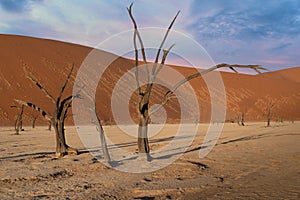 Dead Camelthorn Trees against red dunes and blue sky in Deadvlei,