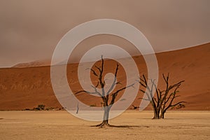 Dead Camelthorn Trees against red dunes and blue sky in Deadvlei