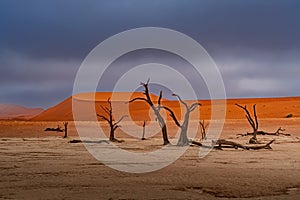 Dead Camelthorn Trees against red dunes and blue sky in Deadvlei,