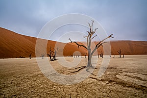 Dead Camelthorn Trees against red dunes and blue sky in Deadvlei