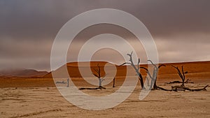 Dead Camelthorn Trees against red dunes and blue sky in Deadvlei