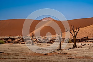 Dead Camelthorn Trees against red dunes and blue sky in Deadvlei,