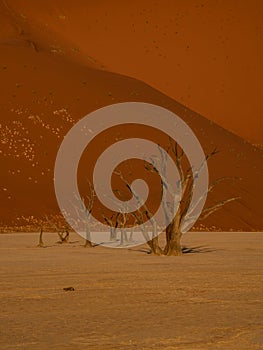 Dead Camelthorn Trees against red dunes and blue sky in Deadvlei,