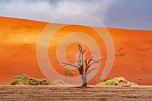 Dead Camelthorn Trees against red dunes and blue sky in Deadvlei,