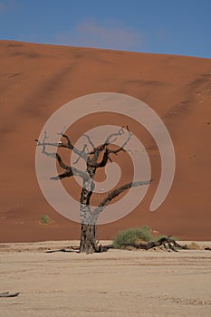 Dead Camelthorn Trees against red dunes and blue sky in Deadvlei,