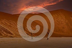 Dead Camelthorn Trees against red dunes and blue sky in Deadvlei, Sossusvlei