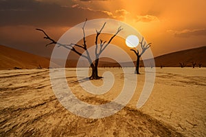 Dead Camelthorn Trees against red dunes and blue sky in Deadvlei, Sossusvlei.