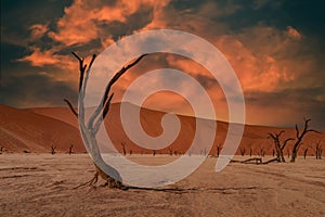 Dead Camelthorn Trees against red dunes and blue sky in Deadvlei, Sossusvlei.