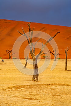 Dead Camelthorn Trees against red dunes and blue sky in Deadvlei, Sossusvlei
