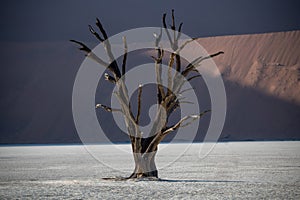 Dead Camelthorn Trees against red dunes and blue sky in Deadvlei, Sossusvlei. Namib-Naukluft National Park, Namibia