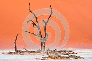 Dead Camelthorn Trees against red dunes and blue sky in Deadvlei, Sossusvlei. Namib-Naukluft