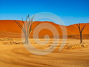 Dead Camelthorn Trees against red dunes and blue sky in Deadvlei, Sossusvlei. Namib-Naukluft National Park, Namibia