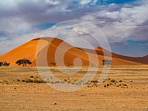 Dead Camelthorn Trees against red dunes and blue sky in Deadvlei, Sossusvlei. Namib-Naukluft National Park, Namibia