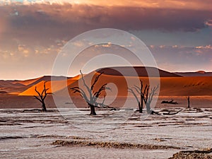 Dead Camelthorn Trees against red dunes and blue sky in Deadvlei, Sossusvlei. Namib-Naukluft National Park, Namibia