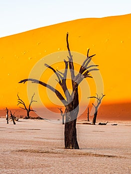 Dead Camelthorn Trees against red dunes and blue sky in Deadvlei, Sossusvlei. Namib-Naukluft National Park, Namibia