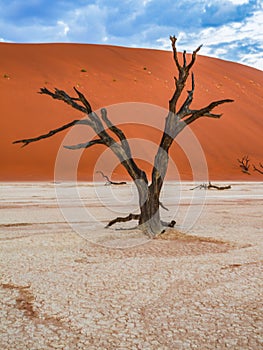 Dead Camelthorn Trees against red dunes and blue sky in Deadvlei, Sossusvlei. Namib-Naukluft National Park, Namibia