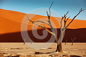 Dead camelthorn trees against red dunes and blue sky in Deadvlei, Sossusvlei, Namibia