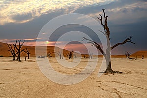 Dead Camelthorn Trees against red dunes and blue sky in Deadvlei, Sossusvlei. Namibia,