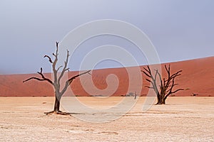 Dead Camelthorn trees against red dunes in Deadvlei, Sossusvlei, Namib-Naukluft National Park, Namibia, Africa