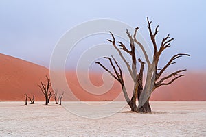 Dead Camelthorn trees against red dunes in Deadvlei, Sossusvlei, Namib-Naukluft National Park, Namibia, Africa