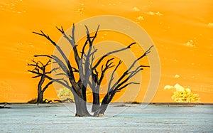Dead Camelthorn Trees and red dunes in Deadvlei