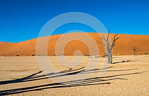 Dead Camelthorn Trees and red dunes in Deadvlei, Sossusvlei, Namib-Naukluft National Park, Namibia