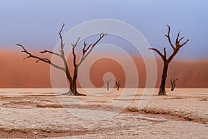 Dead Camelthorn trees and red dunes in Deadvlei, Sossusvlei, Namib-Naukluft National Park, Namibia, Africa