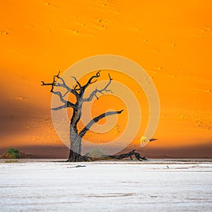 Dead Camelthorn Trees and red dunes,Deadvlei, Sossusvlei, Namibia