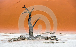 Dead Camelthorn Trees and red dunes, Deadvlei, Sossusvlei, Namibia