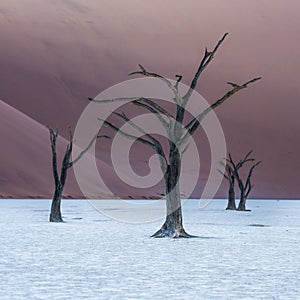 Dead Camelthorn Trees and red dunes,Deadvlei, Sossusvlei, Namibia