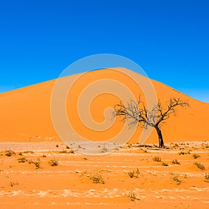 Dead Camelthorn Trees and red dunes, Sossusvlei, Namib-Naukluft