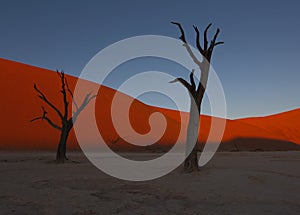 Dead camelthorn trees sitting in a salt pan in Deadvlie